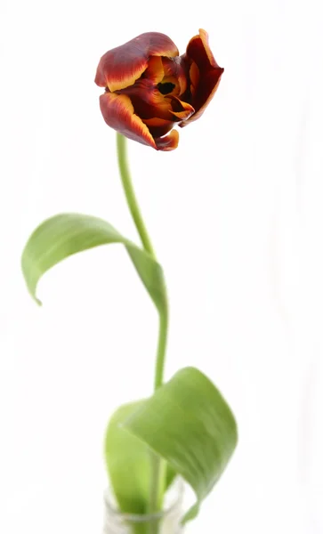 Jeden czerwony tulipan — Zdjęcie stockowe