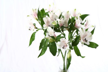 alstroemeria buket