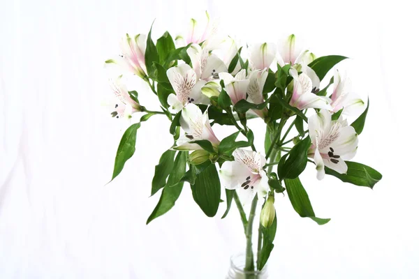 Bouquet of Alstroemeria flowers — Stock Photo, Image