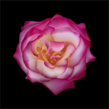 Rose pink on a black background. Vector clipart