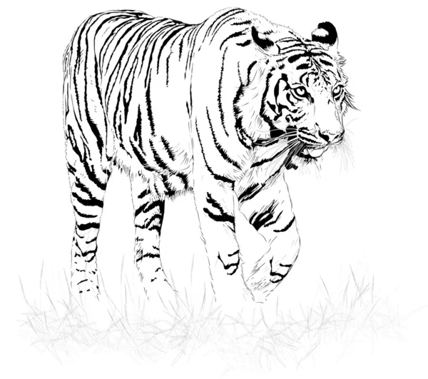 Тигр чёрно-белый — стоковый вектор