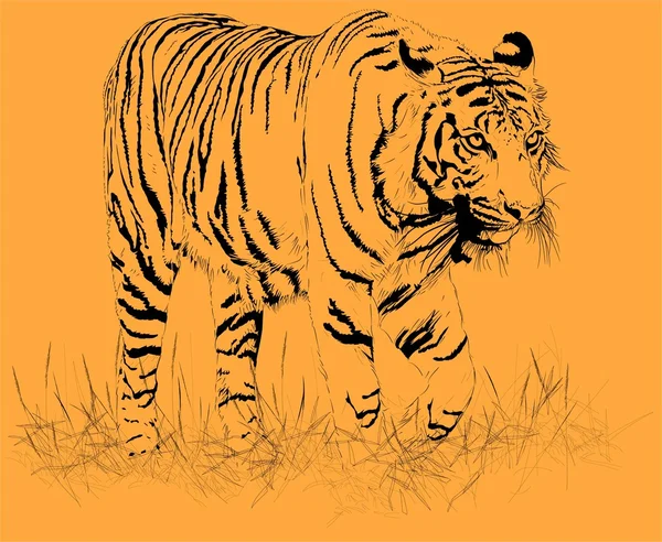 Naranja tigre. Vector — Vector de stock
