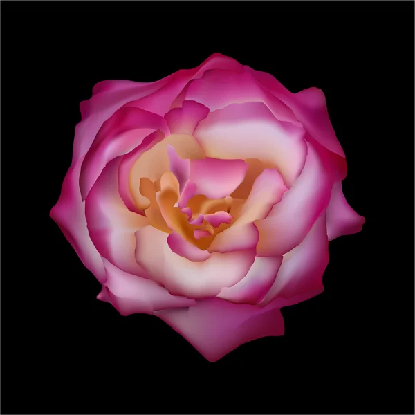 Ροζ τριαντάφυλλο σε μαύρο φόντο. διάνυσμα — Διανυσματικό Αρχείο