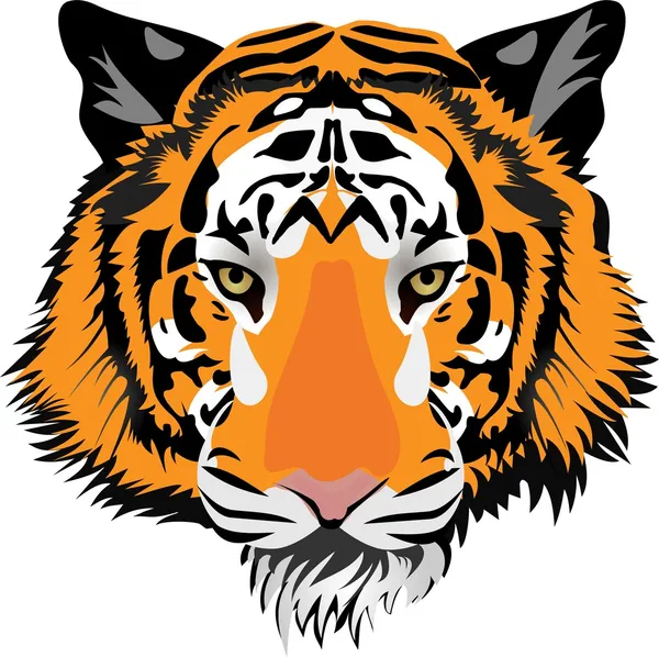 Tête de tigre. Vecteur — Image vectorielle