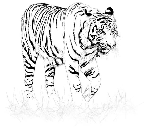 Tigre noir et blanc — Image vectorielle