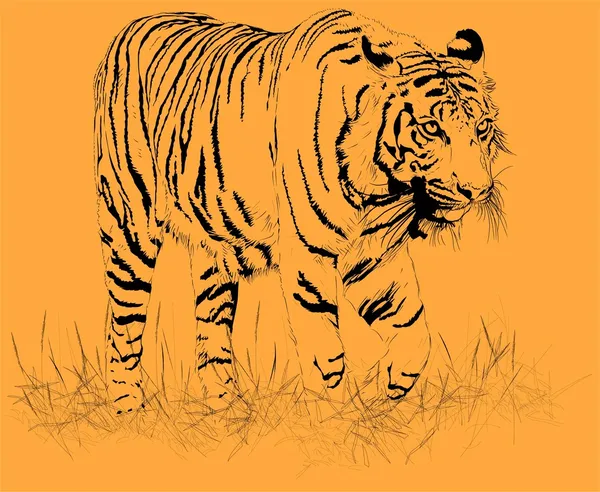 Tigre orange. Vecteur Illustration De Stock