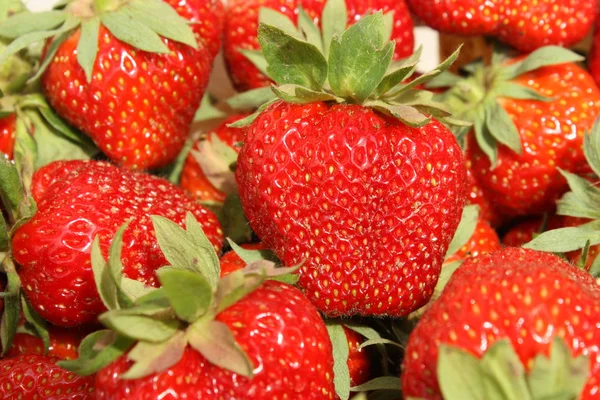 stock image Strawberry