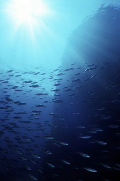 stock image Dramatic underwater drop-off