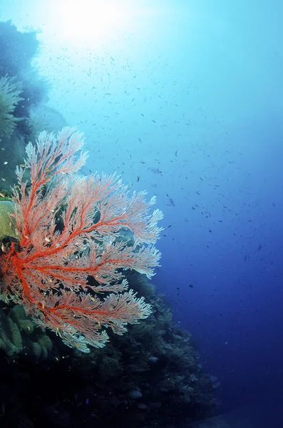 Gorgonia tropicale corallo — Foto Stock