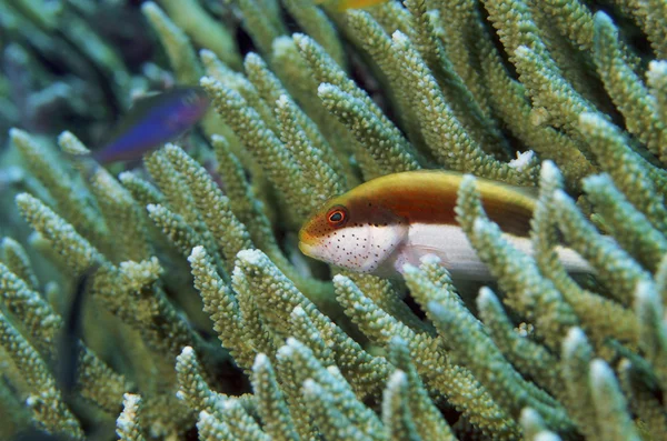 Kleurrijke grouper vis tussen koraal — Stockfoto