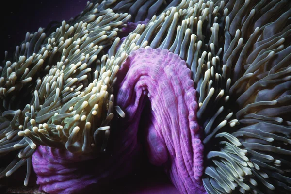 Mor deniz anemon — Stok fotoğraf