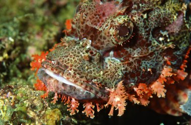 Macro of poisonous dragon head fish clipart