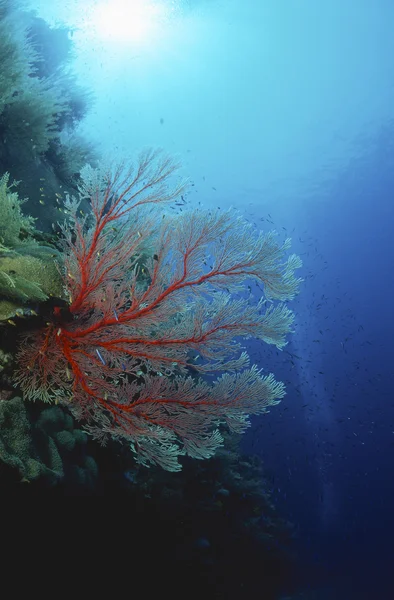 Ventilatore di corallo di gorgonia tropicale — Foto Stock