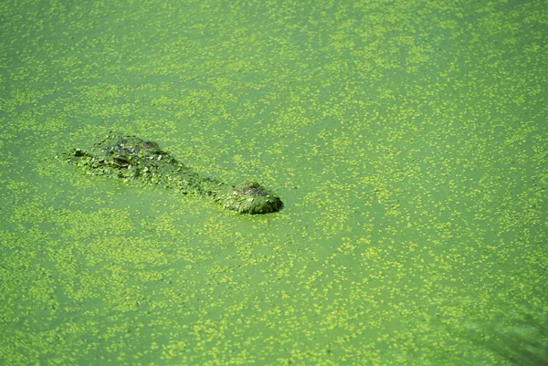 Kamouflerad krokodil Royaltyfria Stockfoton
