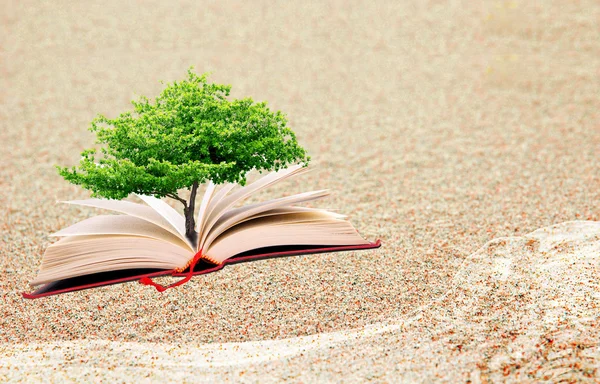 Libro e un albero — Foto Stock
