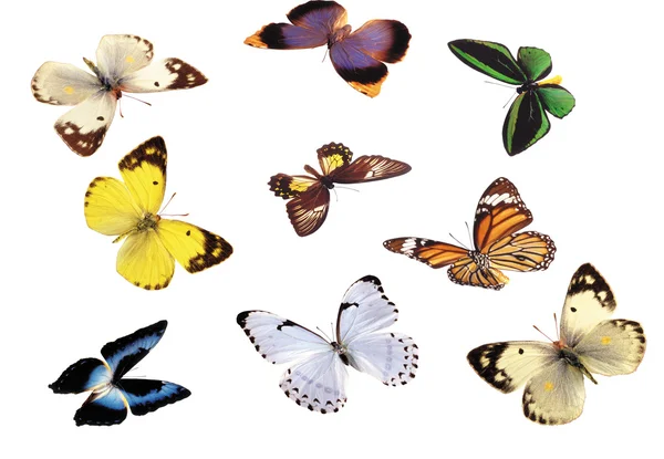 Fjärilar — Stockfoto
