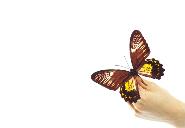 Manos y una mariposa — Foto de Stock