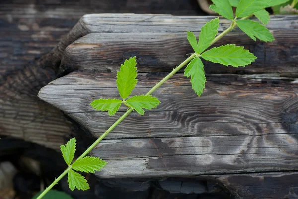 Green leaves on an old wood — Stock Photo, Image