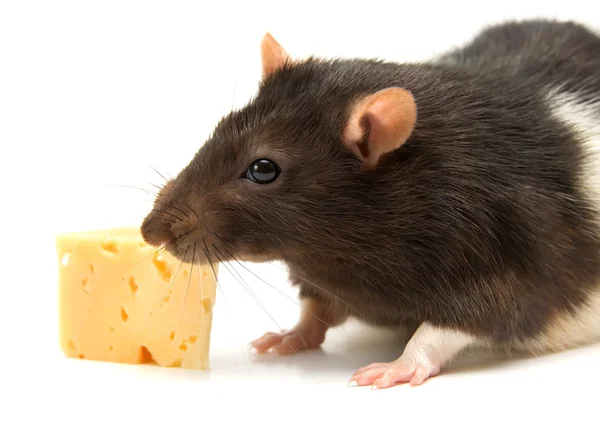 치즈 홈 쥐 — 스톡 사진