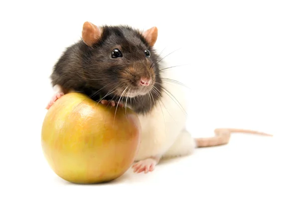 Rato em casa com maçã — Fotografia de Stock