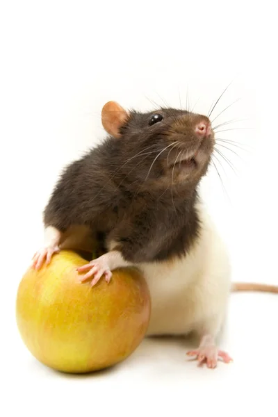 Házi patkány az apple — Stock Fotó