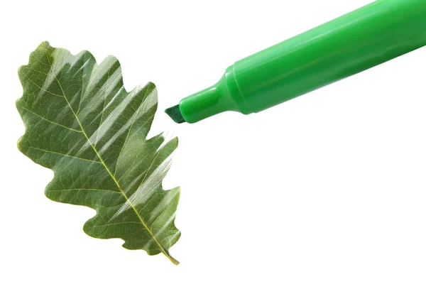 Oak leaf drawing — Stock Photo, Image
