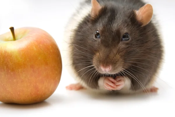 Huis rat met apple — Stockfoto