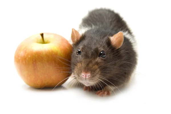 Крыса с яблоком — стоковое фото