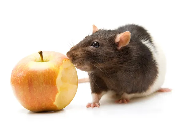 Rato doméstico comendo maçã — Fotografia de Stock
