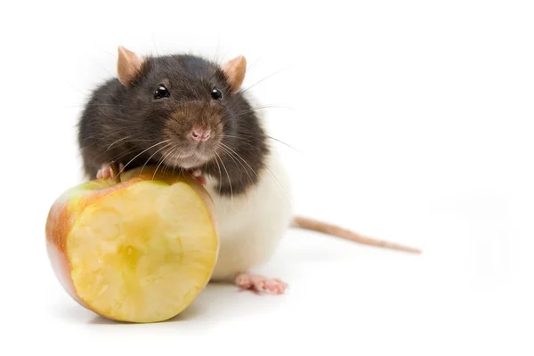 Rato de origem — Fotografia de Stock