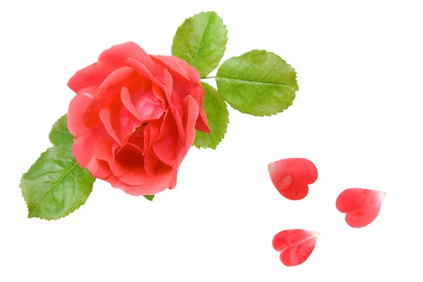 Rosa rosa com pétalas na forma de corações — Fotografia de Stock