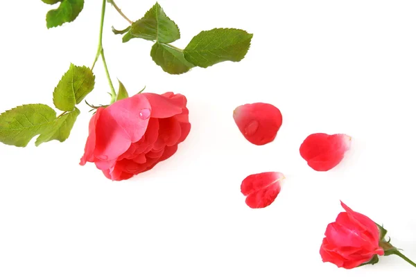 Rosas com pétalas, isoladas — Fotografia de Stock