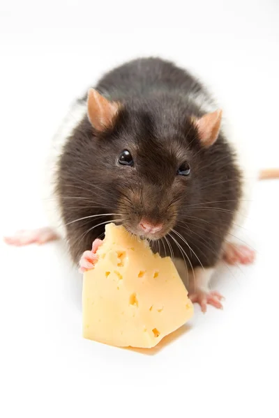 Patkány táplálkozás, sajt — Stock Fotó