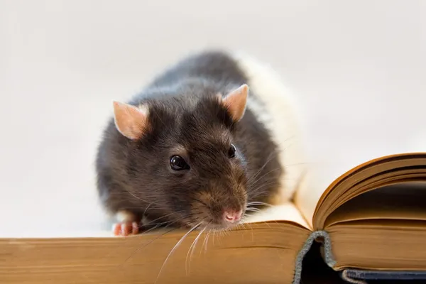 Huis rat zittend op een boek — Stockfoto