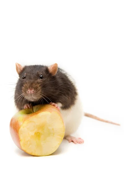 Domácí krysa s žluté jablko — Stock fotografie