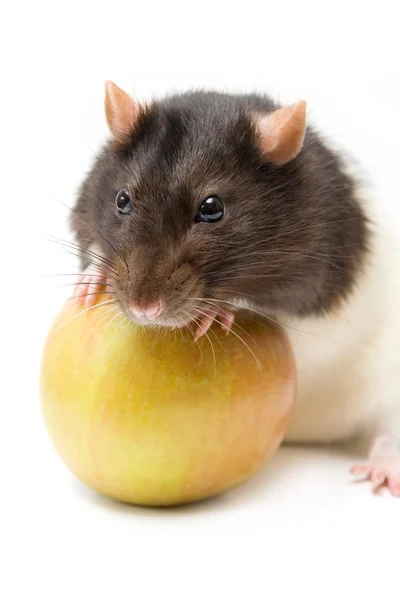 Apple ile ev faresi — Stok fotoğraf