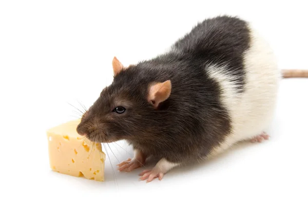 Домашній пацюк з сиром — стокове фото