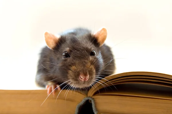 Rato caseiro no livro — Fotografia de Stock