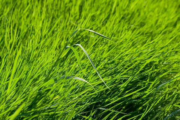 Πράσινο γρασίδι υφή — Φωτογραφία Αρχείου
