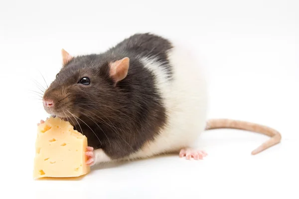 Házi patkány sajtot eszik — Stock Fotó