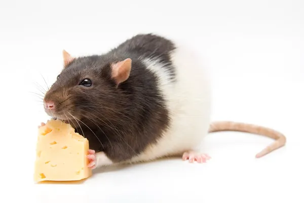 Inicio rata comer queso Fotos de stock libres de derechos