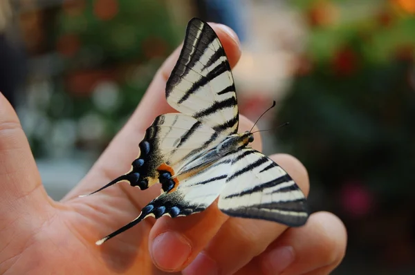 stock image Butterfly