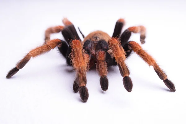 Vogelspinne, spider — Stock Photo, Image