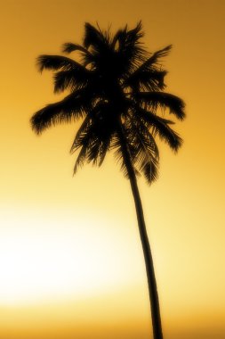 Palm silhouette clipart