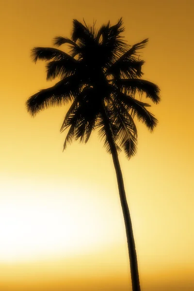 Sílhueta da palma — Fotografia de Stock