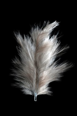 White feather clipart