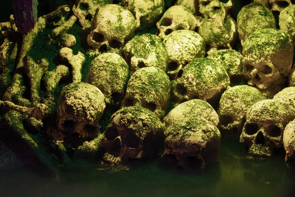 Human skulls — Stock Photo, Image