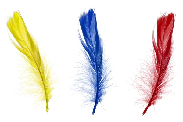 빨간색 파란색과 노란색 깃털 — 스톡 사진