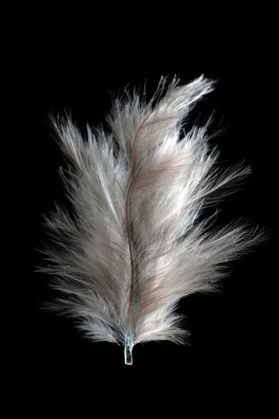 白い羽 — ストック写真