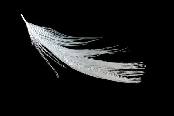 Элегантное перо — стоковое фото